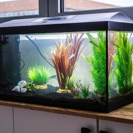 Studio Chaleureux Avec Aquarium Appartement Marcq-en-Baroeul Buitenkant foto